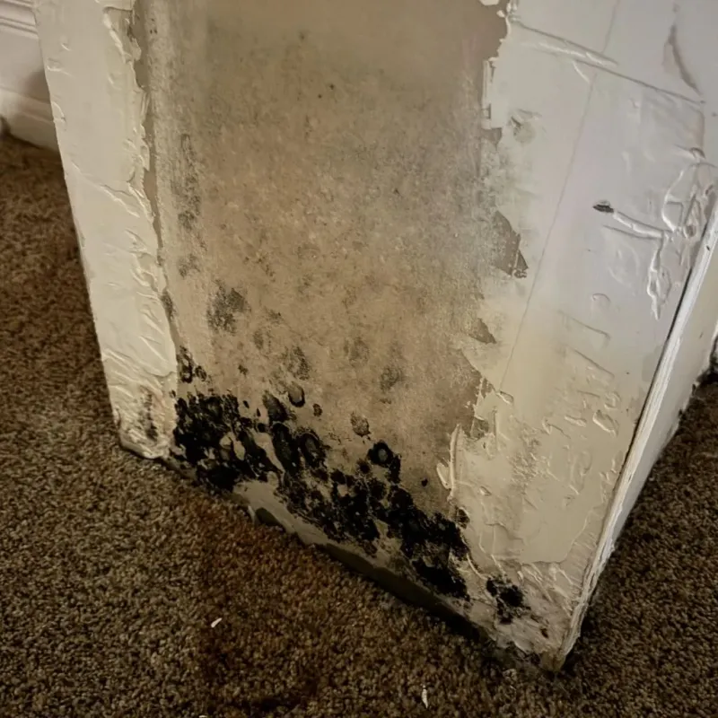 Professional Mold Removal in Jasper, AL